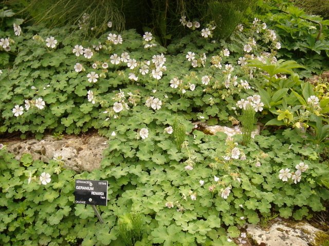 Geranium renardii